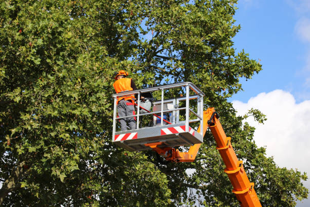 Best Tree Maintenance Programs  in Benson, UT