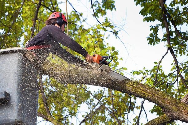 Why Choose Our Tree Removal Services in Benson, UT?